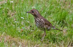 Song thrush