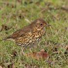 Song Thrush