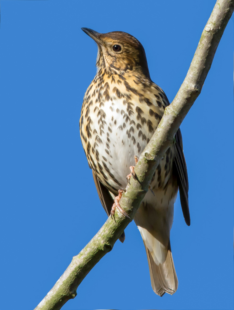 Song Thrush