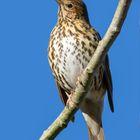 Song Thrush