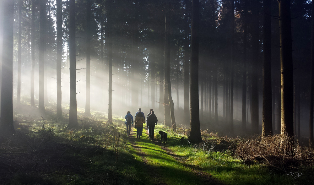 songs from the wood