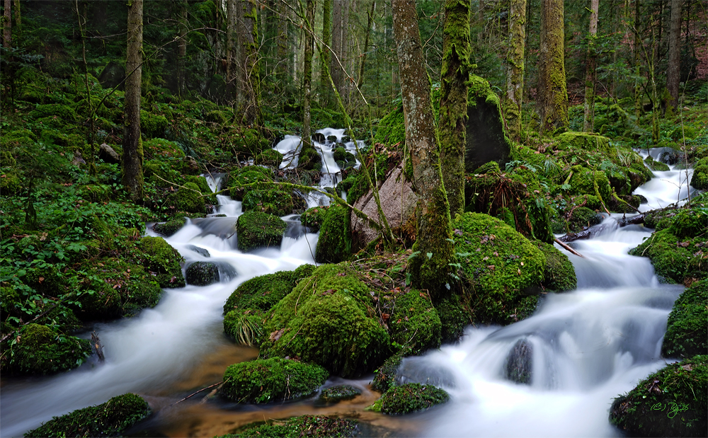 songs from the wood