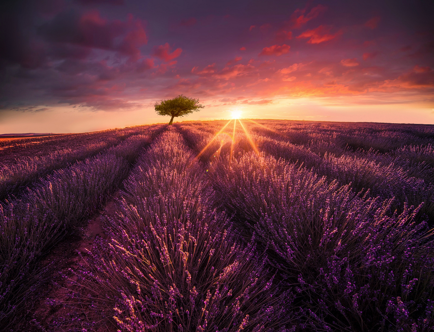 Sonho de Lavanda