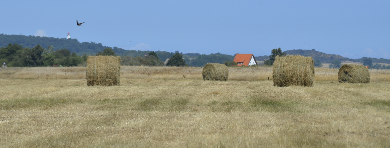 Sonmer auf Hiddensee 