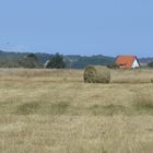 Sonmer auf Hiddensee 