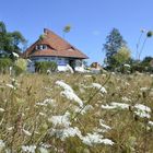 Sonmer auf Hiddensee 