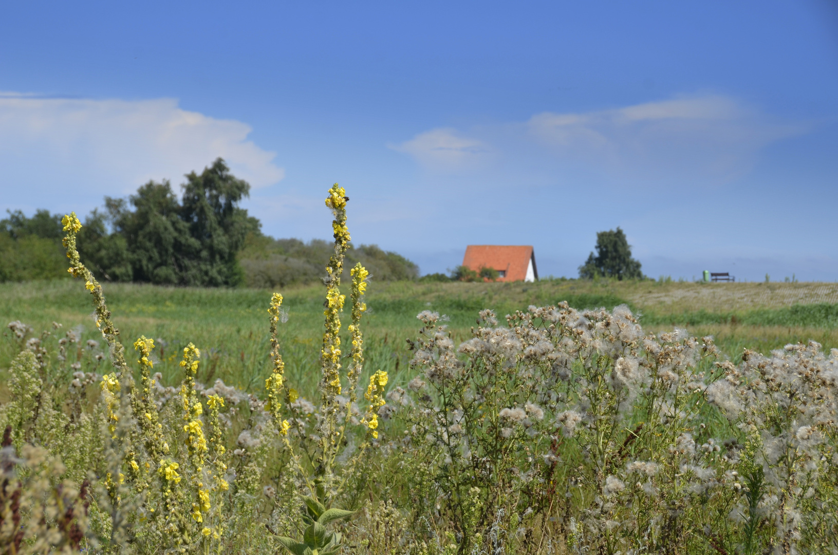 Sonmer auf Hiddensee 