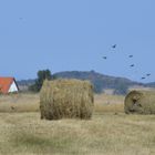 Sonmer auf Hiddensee 