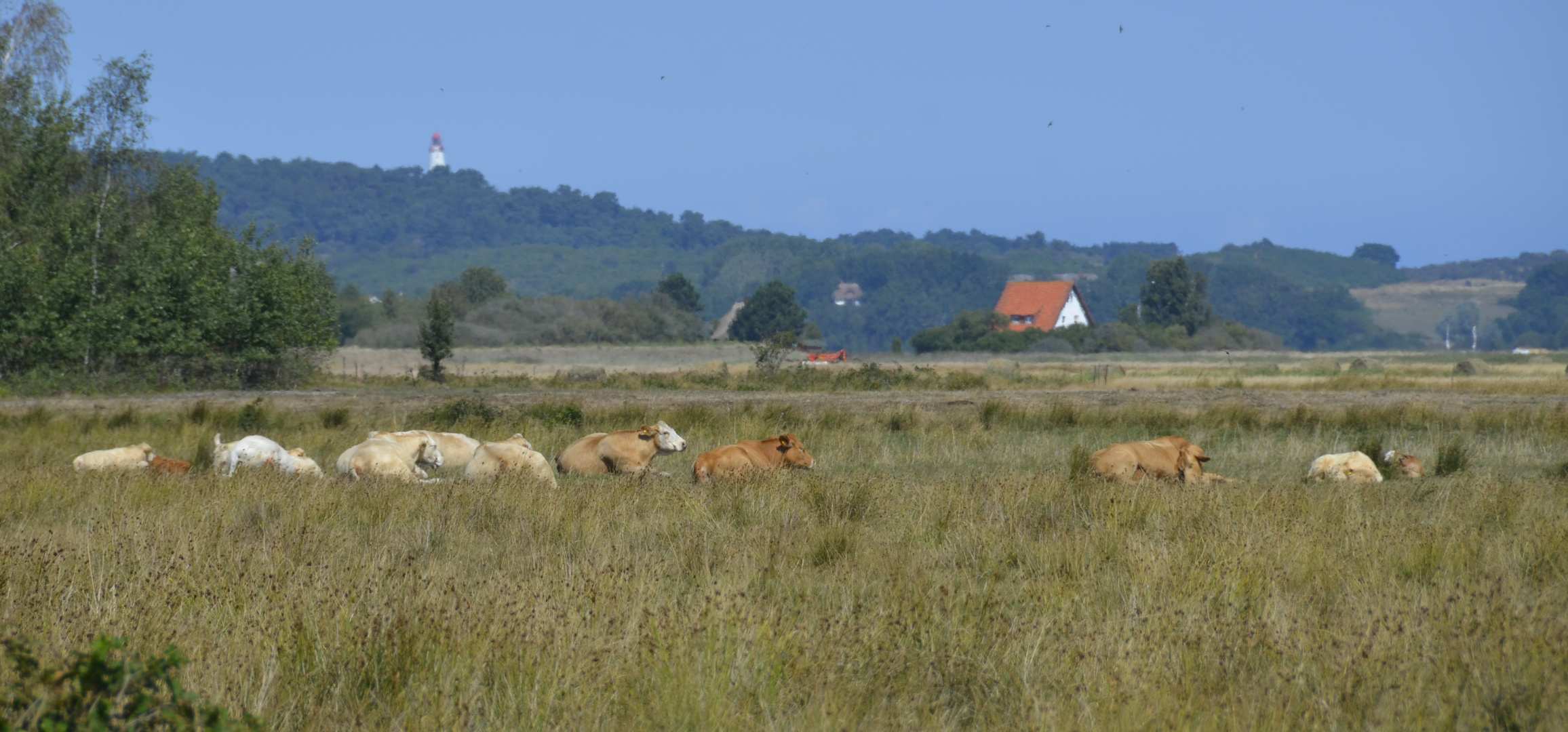 Sonmer auf Hiddensee 