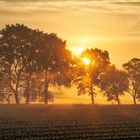 Sonn-Tags früh auf dem Feld