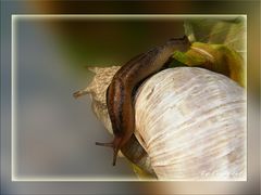 Sonn'-Tag`s -Grüße mit der Schneckenpost...