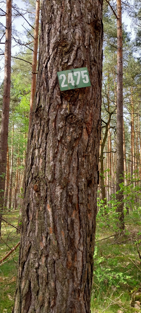 sonnabendliche (Baum-)Zahl