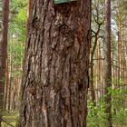 sonnabendliche (Baum-)Zahl