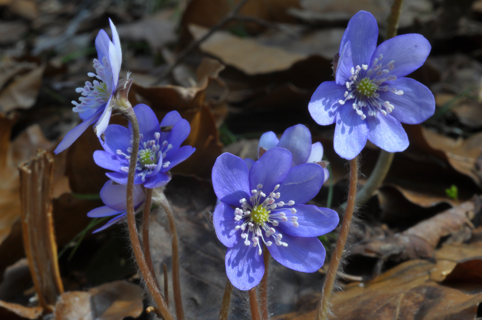 Sonnagsblümchen