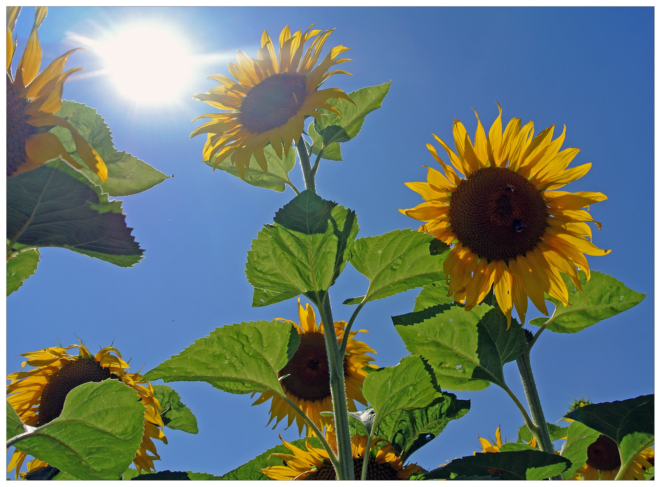...sonne... Foto & Bild pflanzen, pilze & flechten, blüten