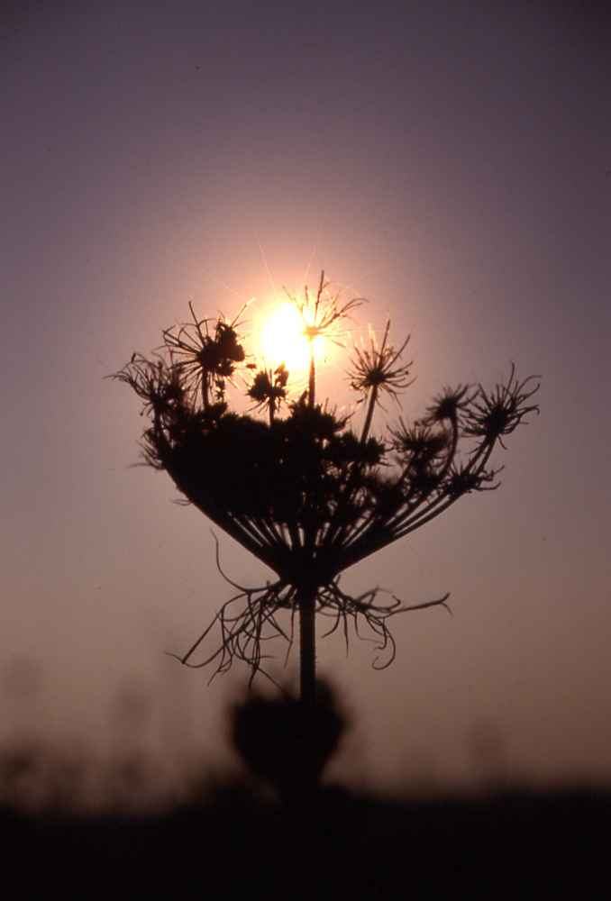 Sonne von Dieter Ludmann