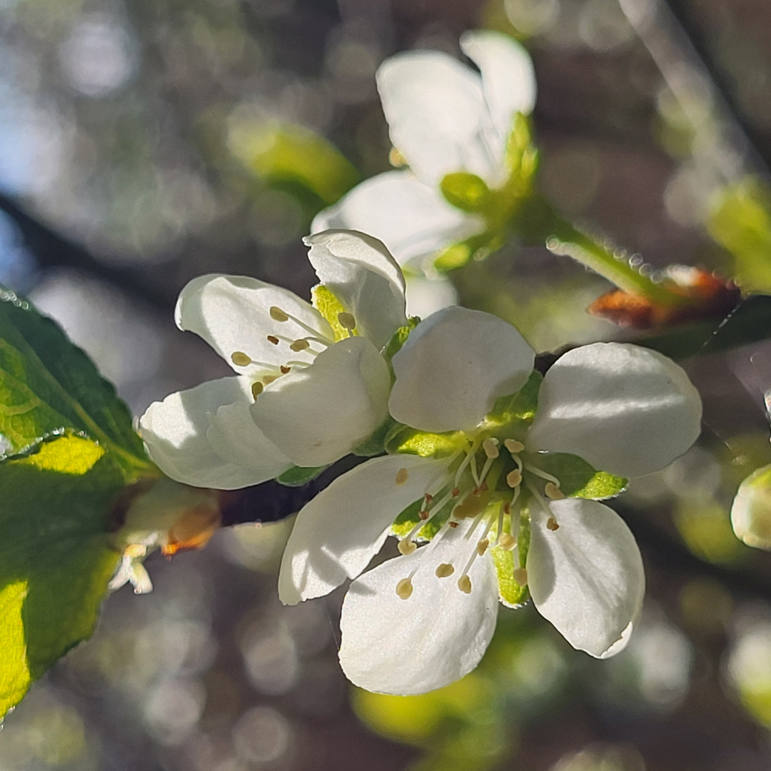 Sonne.