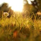 Sonne. Abends bekommt man das schönste Licht.