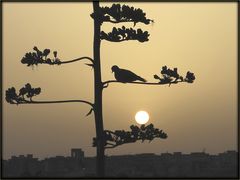 Sonne - Agave - Taube / sole - agave - piccione (1)