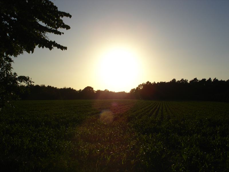 Sonne als Lebenskraft