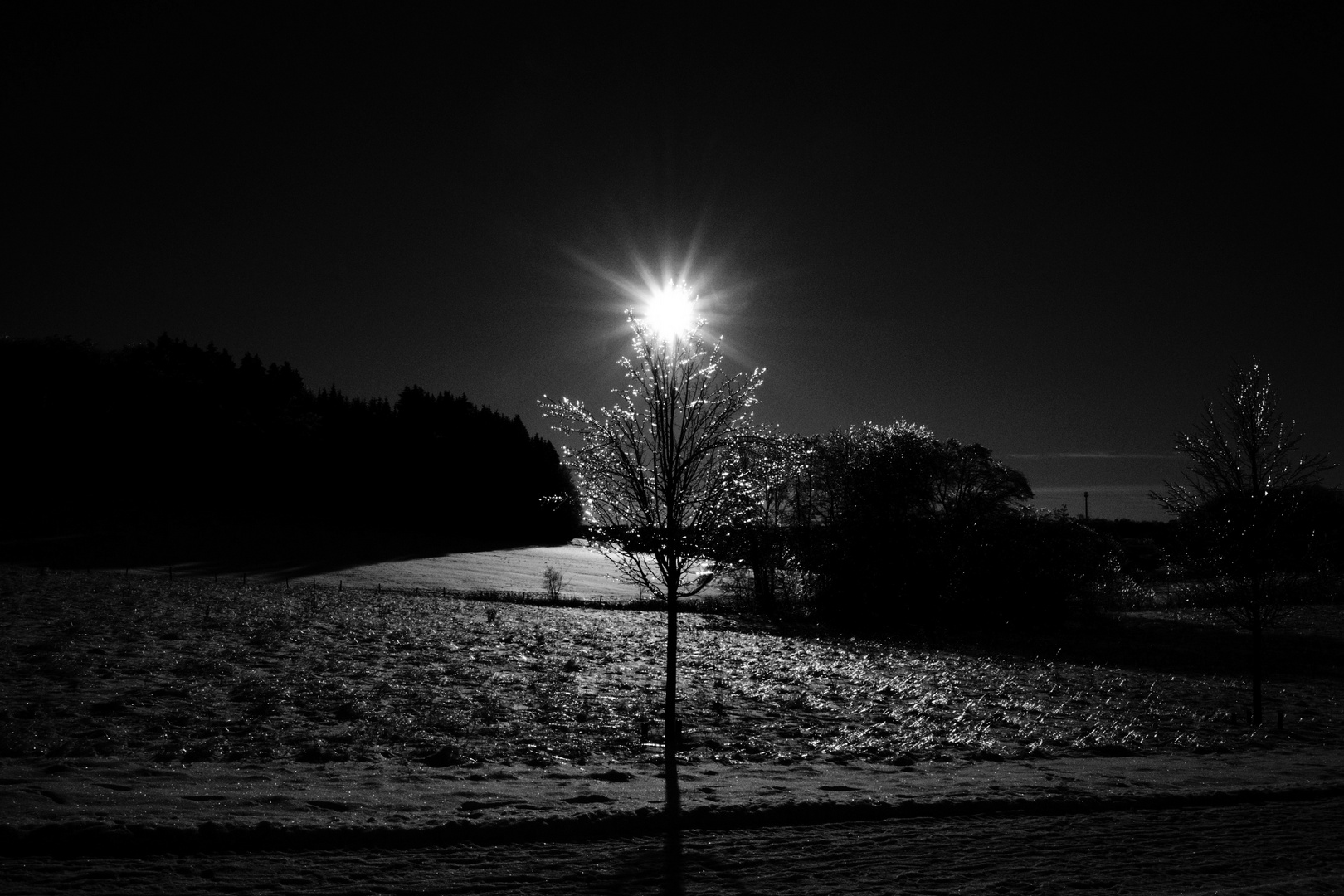 Sonne am Bäumchen 