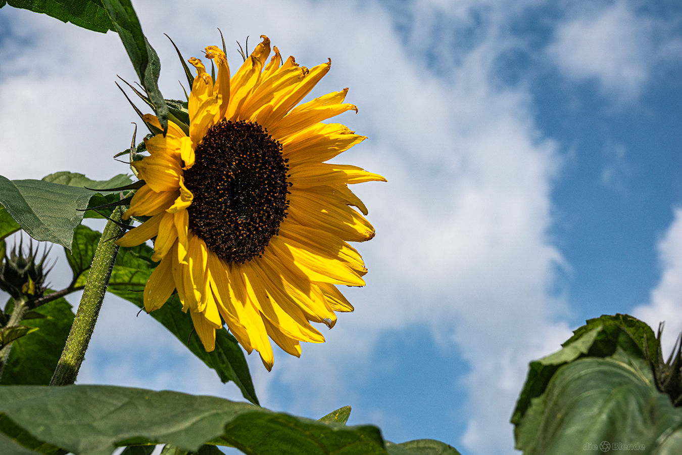 Sonne am Nachmittag