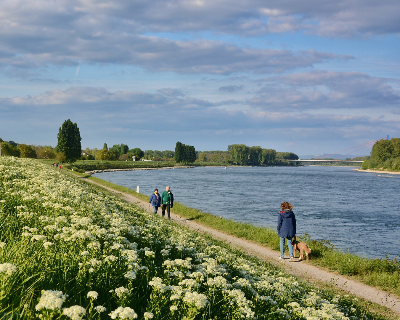 Sonne am Rhein