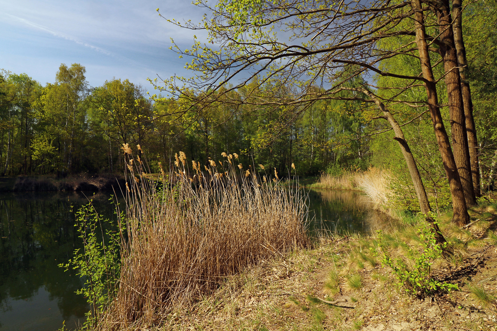 Sonne am Schilfsaum