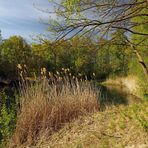 Sonne am Schilfufer