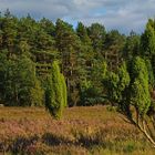 Sonne am Sonntag / Lüneburger Heide