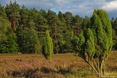 Sonne am Sonntag / Lüneburger Heide