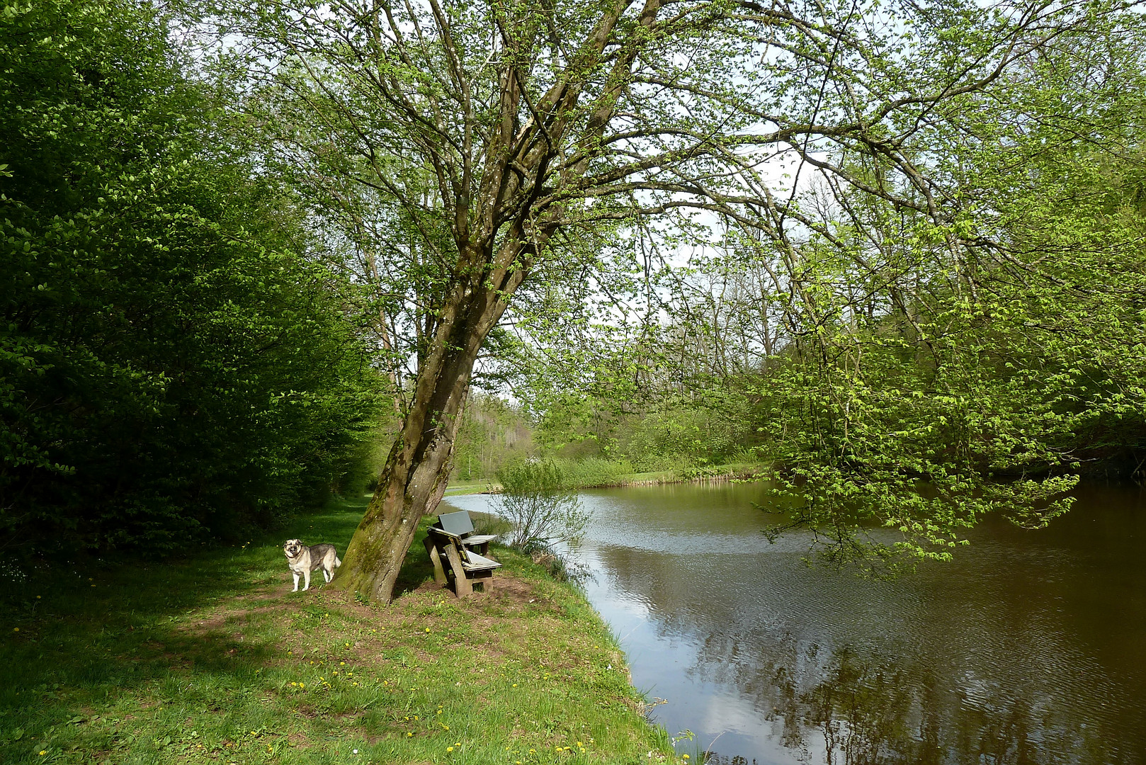 Sonne am Teich