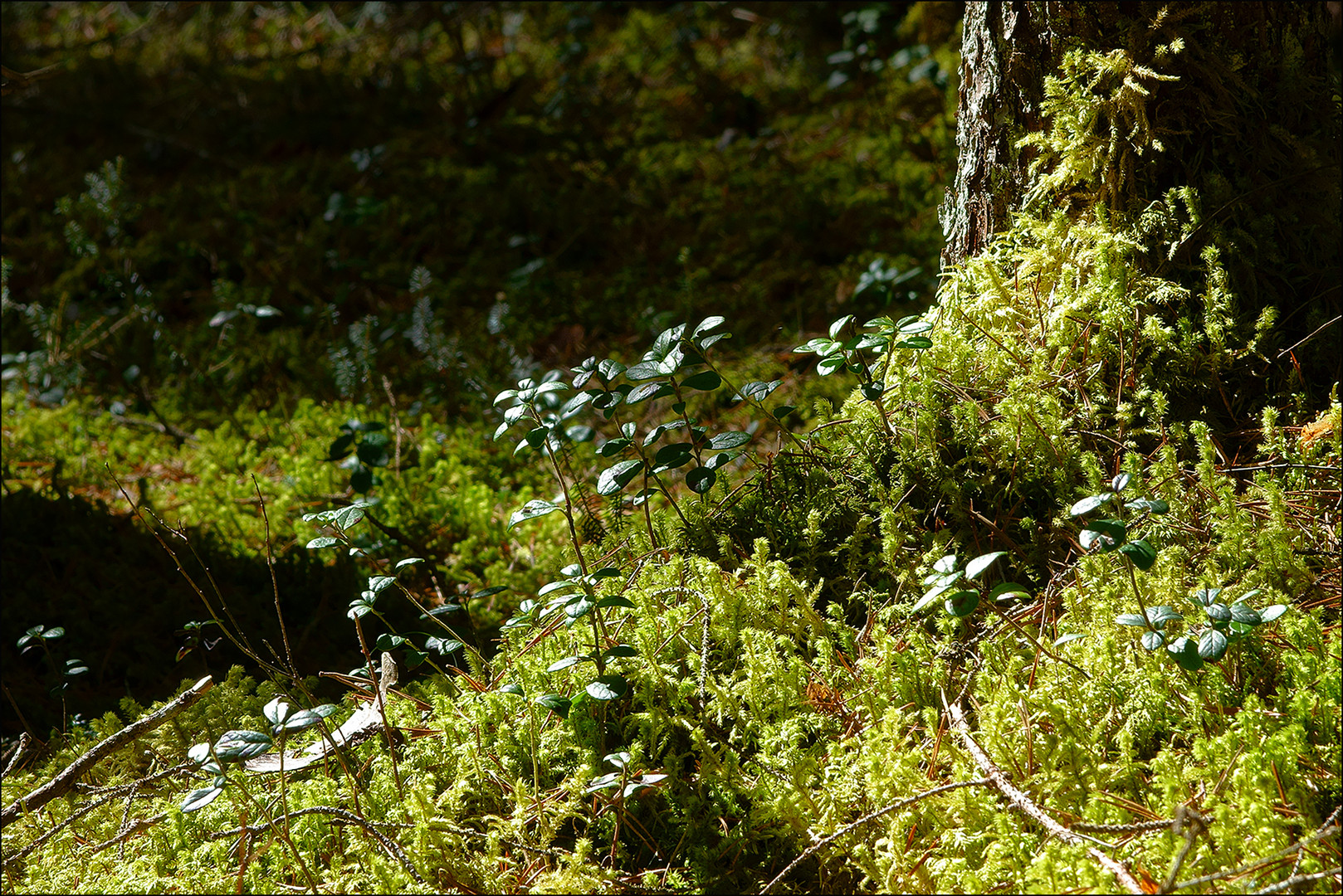 Sonne am Waldboden