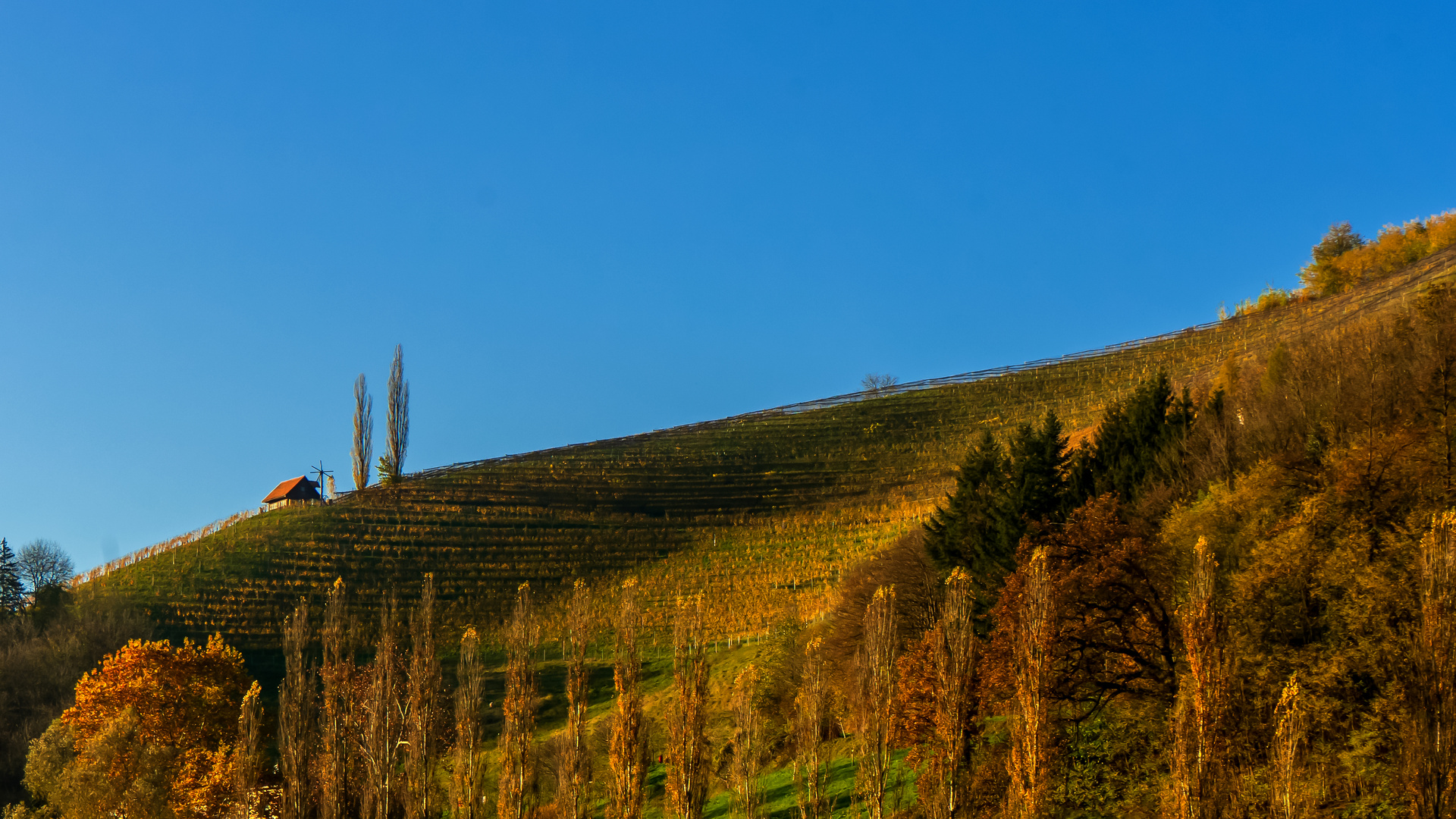 Sonne am Weinberg