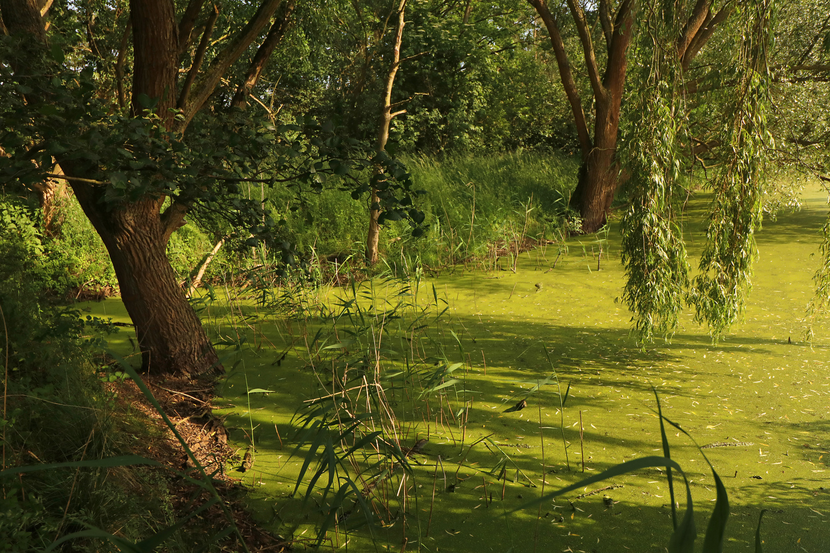 Sonne auf dem Teich