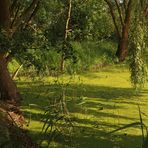 Sonne auf dem Teich