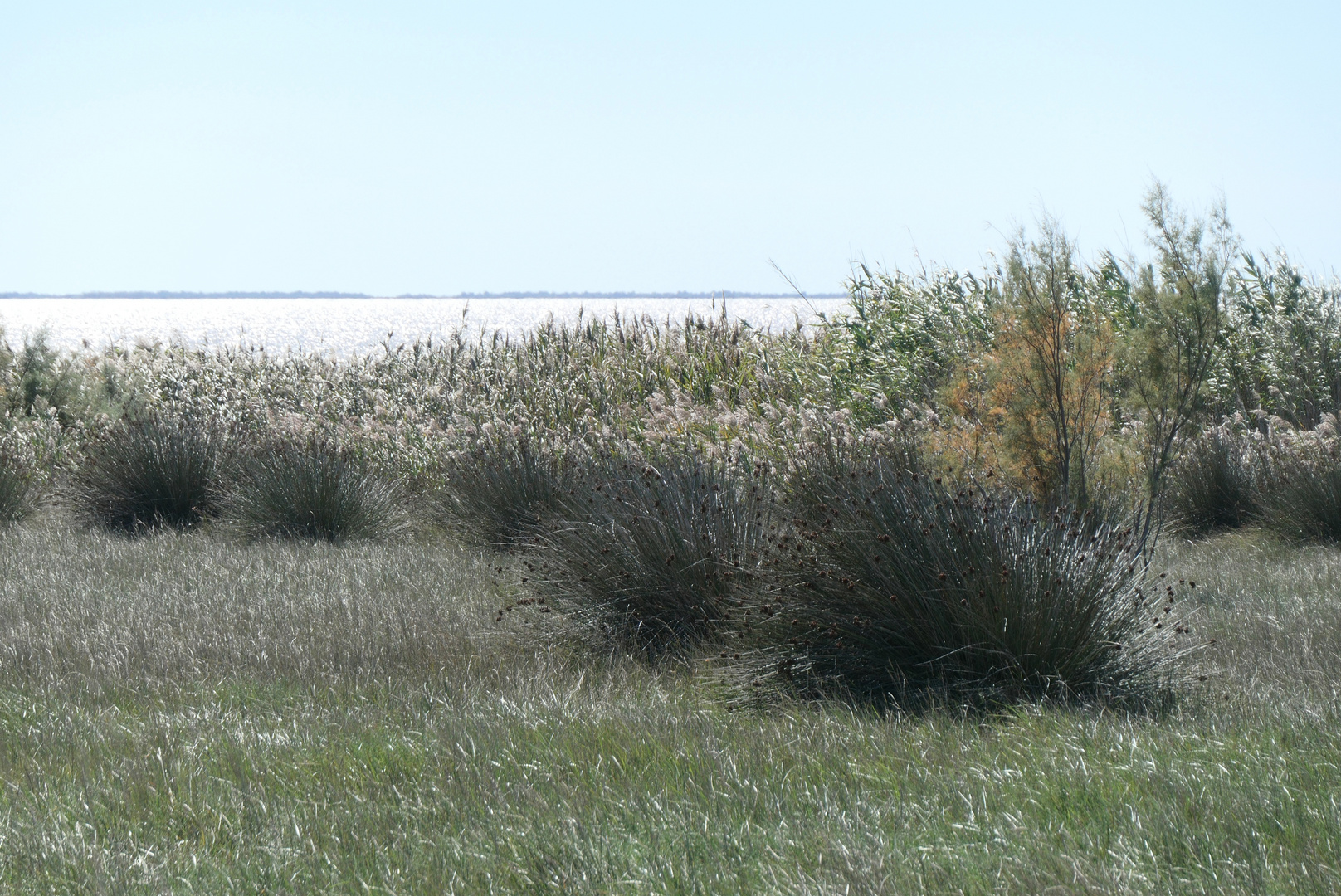 Sonne auf den Salzwiesen der Camargue