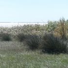 Sonne auf den Salzwiesen der Camargue