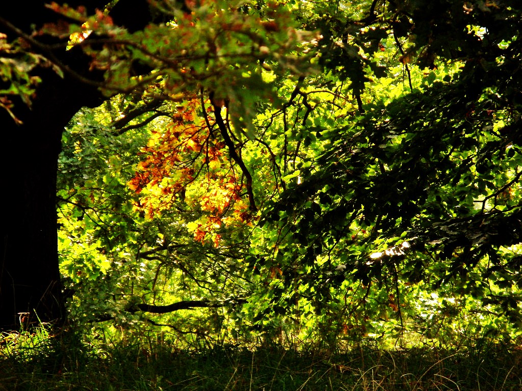 Sonne auf den sich verfärbenden Blättern, auf dem alten Baum