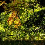 Sonne auf den sich verfärbenden Blättern, auf dem alten Baum