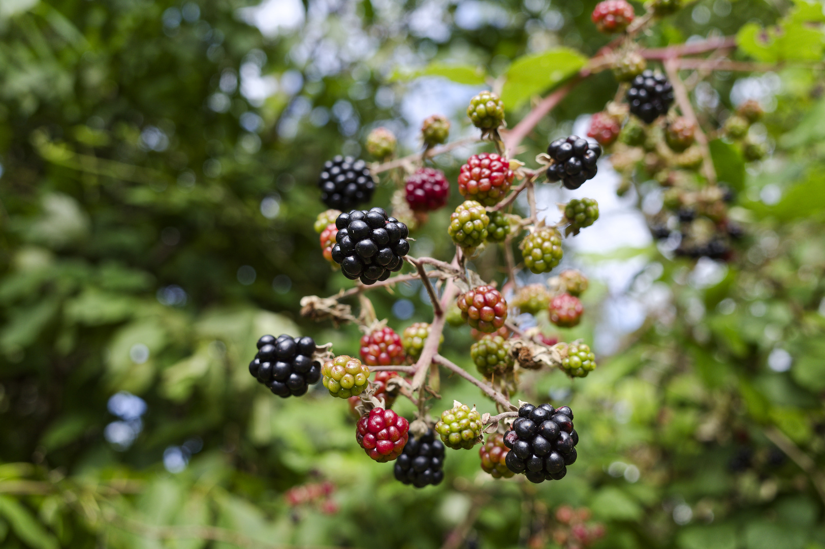 Sonne auf den süßen Beeren