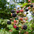 Sonne auf den süßen Beeren