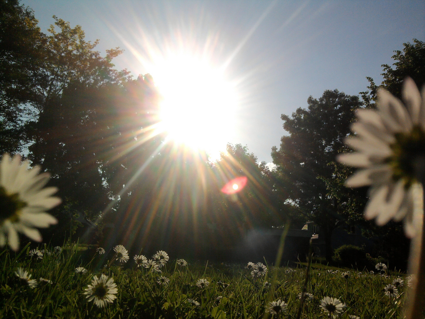 Sonne auf der Blumenwiese