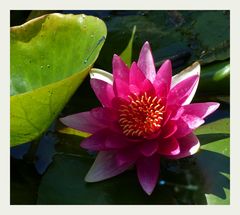 Sonne auf der Seerose