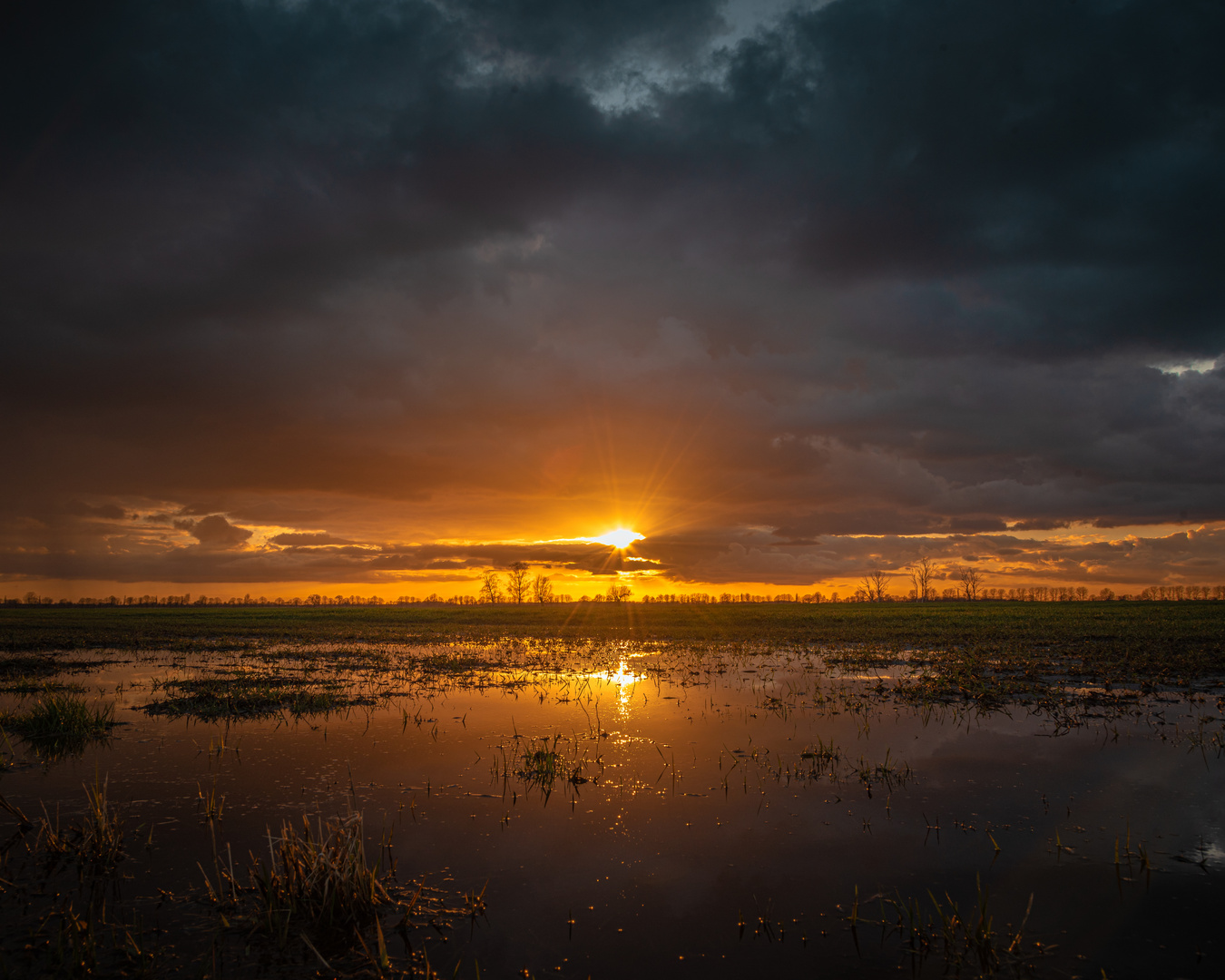 Sonne auf der Wiese