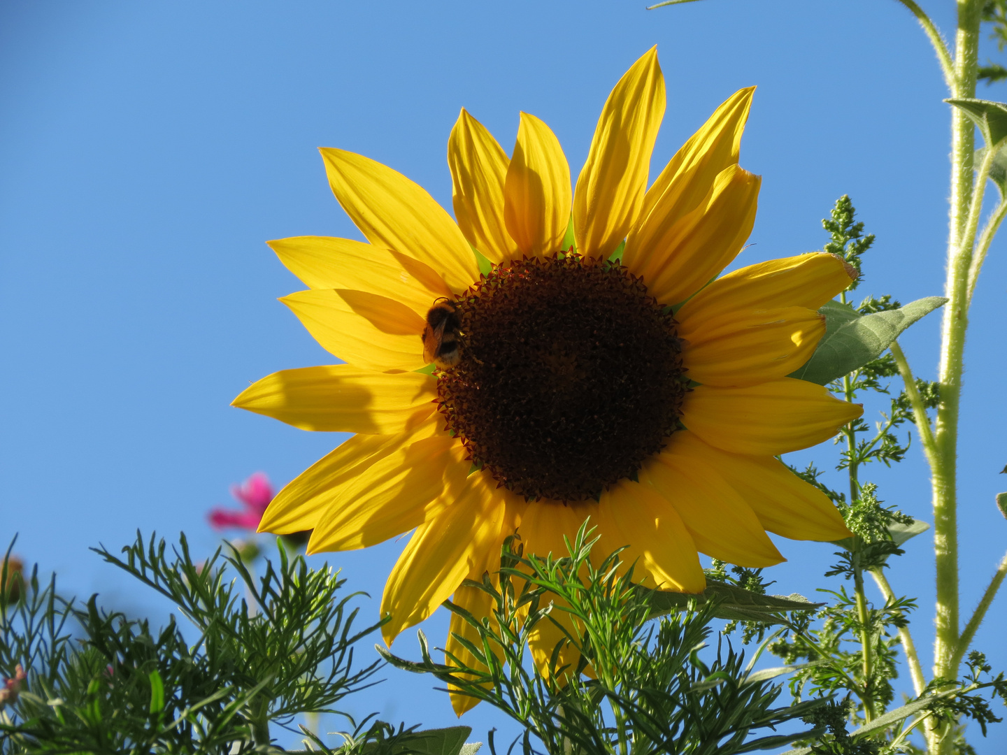 Sonne auf Erden