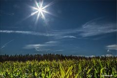 Sonne auf Maisfeld