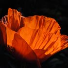 Sonne auf Mohn