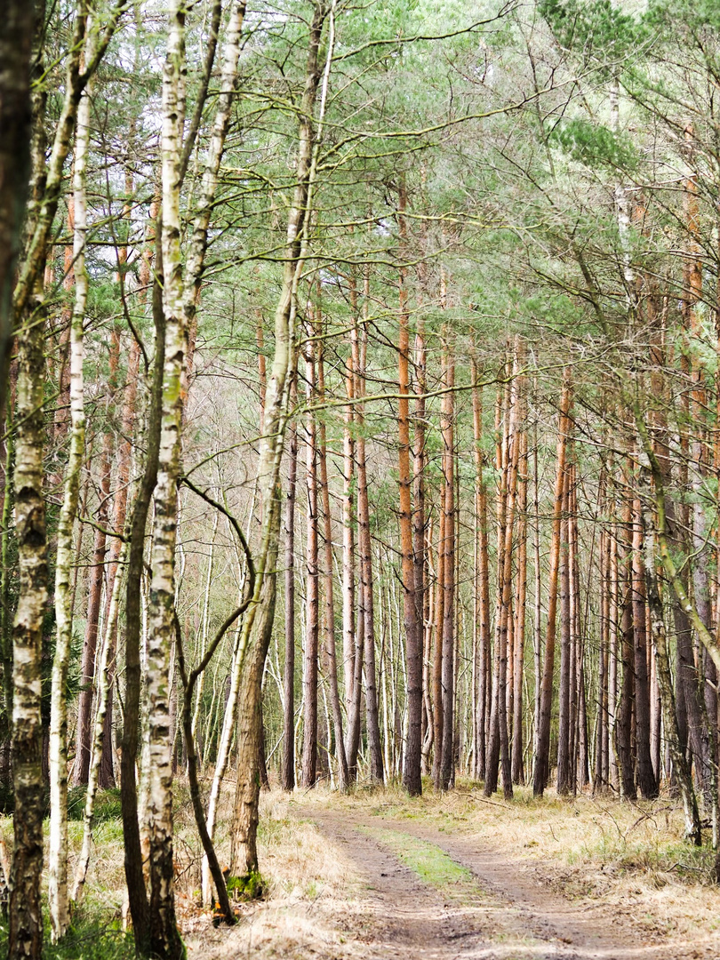 Sonne auf regennassem Wald, Darßt