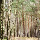 Sonne auf regennassem Wald, Darßt